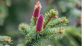 The Picea Abies ‘Pumila’ (Dwarf Norway Spruce) Full Care Guide | BigBoyPlants