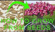 How to grow Desert Rose from seeds - Desert Rose (Adenium) Germination - Desert Rose Propagation