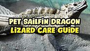 Pet Sailfin Dragon Lizard Care Guide
