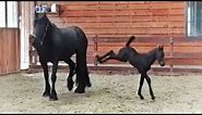 5 days old Friesian horse filly Mathilde for the first time at the inside arena, so cute.....
