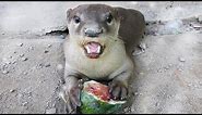 Otters Love Watermelon | Animal Loves Fruit