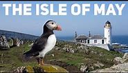 Island adventures and puffin spotting on the magnificent Isle of May on the Firth of Forth, Scotland