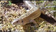 The Sand Lizard | British Herpetofauna