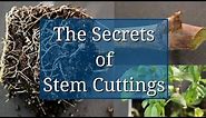 The Secrets of Stem Cuttings Propagation