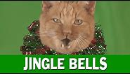 Jingle Cats 2015 Jingle Bells Meowy Christmas