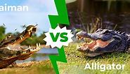 Caiman vs. Alligator - Can You Tell the Difference? 5 Main Differences Explained