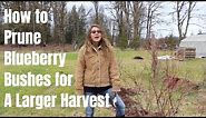 How to Prune a Blueberry Bush for a Larger Harvest