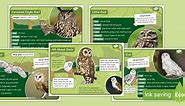 All About Owls Fact Files