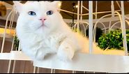 Visiting Japan's Cat Cafe🐈 | Cat Cafe MOCHA Shibuya Center Street