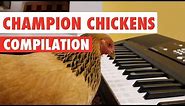 Awesome Chickens | Funny Pet Video Compilation