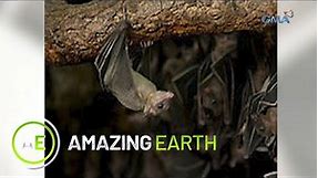 Amazing Earth: Amazing facts about the Rousette fruit bat