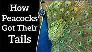 How Peacocks Got Their Tails - Fisher's Runaway Selection
