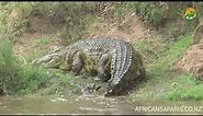 Large Nile Crocodile - Masai Mara River - Wild Africa