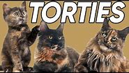 5 Terrific Facts About Tortoiseshell Cats!