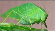The Katydid (Leaf Bug)
