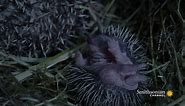 Baby Hedgehog Quills Don’t Harden Right Away