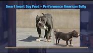 Dog | Puppy Feed Demo - Smart Heart Food - Performance American Bully - Bhola Shola | Harwinder