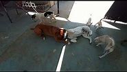 Boxer Dogs Fighting