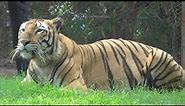 When Tigers Roar - the Biggest Tiger In The World Ever Recorded!