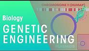 Genetic engineering | Genetics | Biology | FuseSchool