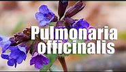 Pulmonaria officinalis