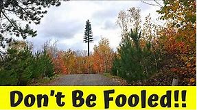 Tallest Pine Tree in the World? Don't be Fooled