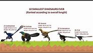 10 Smallest Dinosaurs Ever Discovered (Avian Dinosaurs)
