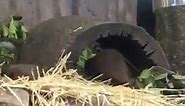 Otters Building a Nest⁣ ⁣ Feeling... - Taronga Zoo Sydney