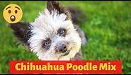 Interesting and Shocking Facts about the Chihuahua Poodle Mix
