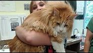 Cats That Are Almost Bigger Than Their Owners