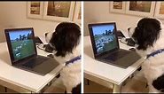 Sheepdog Works From Home On Laptop
