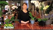 How to properly care for Orchids