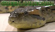 Green Anacondas as pets. The biggest snake species in the world.