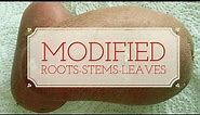 Modified Roots-Leaves-Stems-Leaving Cert Biology