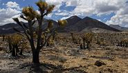 Mojave Desert wildfire threatens California’s iconic Joshua trees