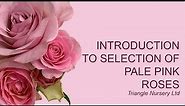 Introduction to Pale PInk Roses
