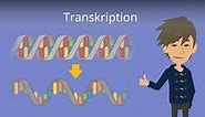 Transkription (Biologie) • Ablauf und RNA-Prozessierung