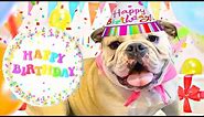 CUTE DOG BIRTHDAY PARTY! LOLA The BULLDOG FIRST BIRTHDAY.She's Not a Puppy Anymore!