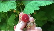 Thimbleberries - a native SHADE-LOVING raspberry.