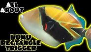 All About The Humu Rectangle Triggerfish "Humuhumunukunukuapua'a"