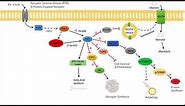 AKT Signaling Pathway | Regulation and Downstream Effects