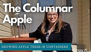 How to Grow Apple Trees in a Container - The Columnar Apple