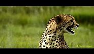 Cheetah calls (chirps)