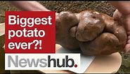 New Zealand couple may have found world's biggest potato | Newshub