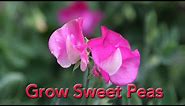 How to Grow Sweet Peas from Seed | johnnya