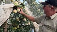 Apple farmers use sunscreen, reflectors to enhance pink lady crop