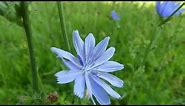 How to Identify Chicory