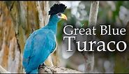 Yala River Great Blue Turaco Singing - Beautiful African Bird