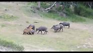 Tiger Attacks Buffalo - Intense [HD]