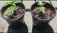 Medicinal Cannabis Grow time lapse outdoor Sativa
